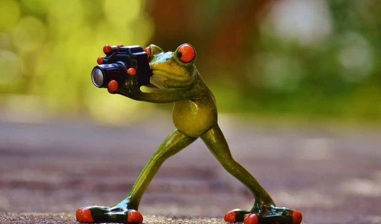 🌹 Droll Pics: Creativity, Freedom, and Responsibility