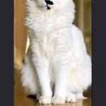 phone photography income ideas